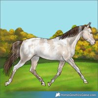 Horse Color:White Spotted Bay Snowdrop Dun Blanket Rabicano 