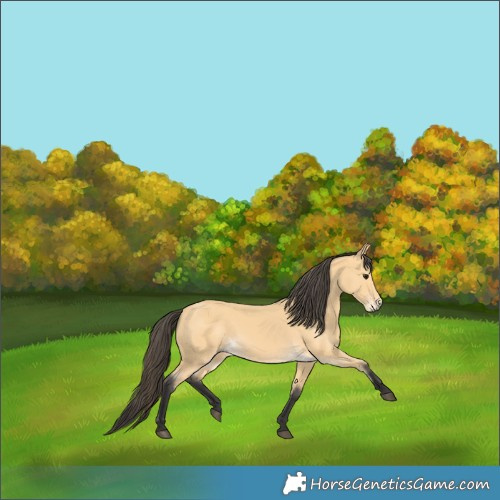 Horse Color:Buckskin 