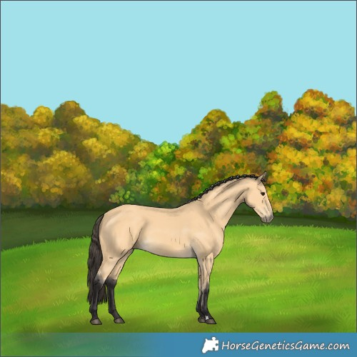 Horse Color:Buckskin 