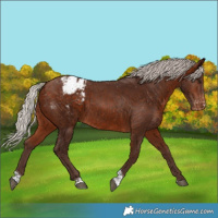 Horse Color:Silver Bay Tobiano Appaloosa
