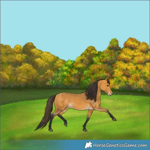 Horse Color:Buckskin
