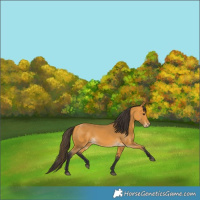 Horse Color:Buckskin 