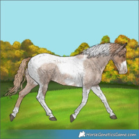Horse Color:Liver Red Roan Pearl Tobiano Frame 