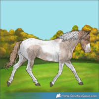 Horse Color:Liver Red Roan Pearl Tobiano Frame 