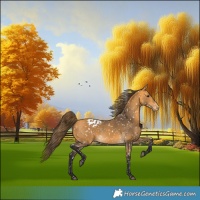 Horse Color:Buckskin Appaloosa 