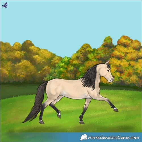 Horse Color:Buckskin 