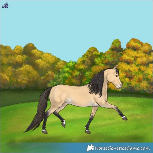 Horse Color:Buckskin 