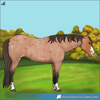 Horse Color:Bay Roan Varnish 