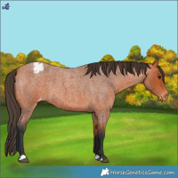 Horse Color:Bay Roan Varnish 
