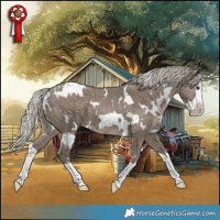 Horse Color:White Spotted Silver Grullo Splash and White Spotted Silver Grullo Splash