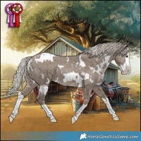 Horse Color:White Spotted Silver Grullo Splash and White Spotted Silver Grullo Splash