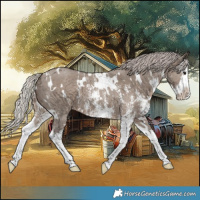 Horse Color:White Spotted Silver Grullo Sabino Splash 