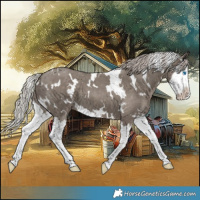 Horse Color:White Spotted Silver Grullo Splash 