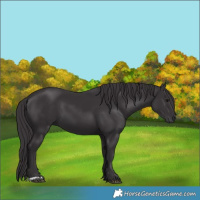 Horse Color:Smoky Black 