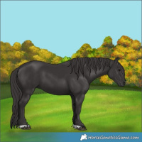 Horse Color:Smoky Black 