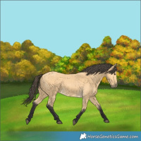 Horse Color:Buckskin 