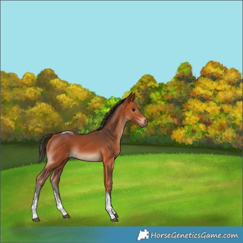Horse Color:Bay Tobiano Rabicano 