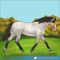 Horse Color:Bay Roan Dun Splash
