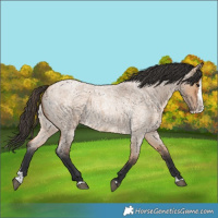 Horse Color:Bay Roan Dun Splash 