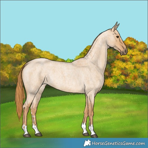 Horse Color:Red Dun Roan 