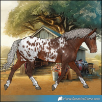Horse Color:Silver Bay Tobiano Blanket 