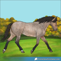 Horse Color:Bay Roan Dun 