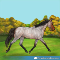 Horse Color:Bay Roan 