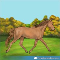 Horse Color:Chestnut 