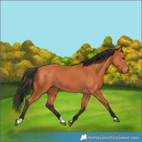 Horse Color:Bay 