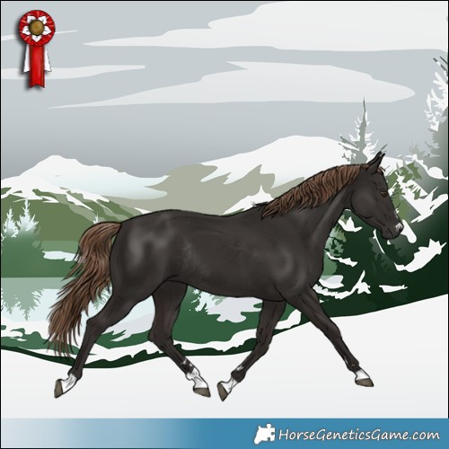 Horse Color:Liver Chestnut Rabicano 