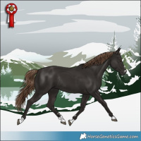 Horse Color:Liver Chestnut Rabicano 