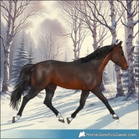 Horse Color:Brown 