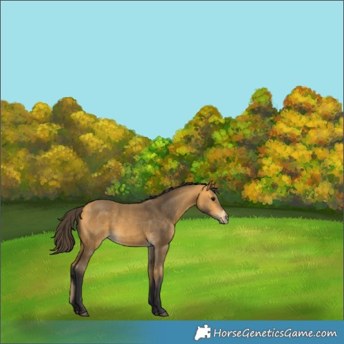 Horse Color:Buckskin 