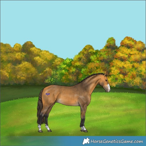Horse Color:Buckskin 
