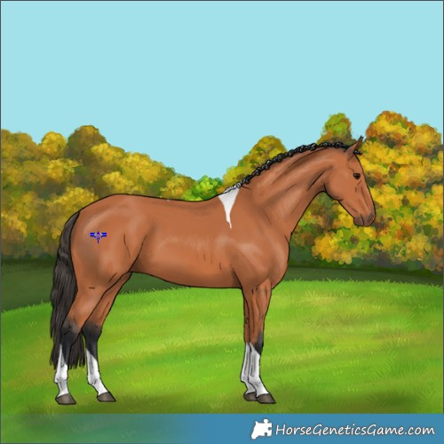 Horse Color:Bay Tobiano 