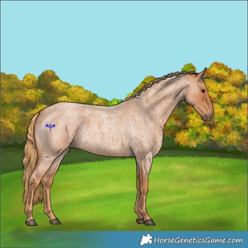 Horse Color:Red Roan 