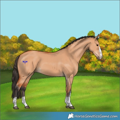 Horse Color:Bay Dun 