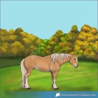 Horse Color:Palomino