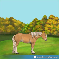 Horse Color:Palomino 