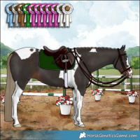 Horse Color:Liver Chestnut Tobiano 