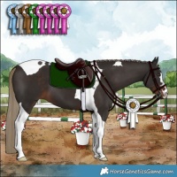 Horse Color:Liver Chestnut Tobiano