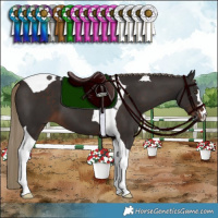 Horse Color:Liver Chestnut Tobiano 