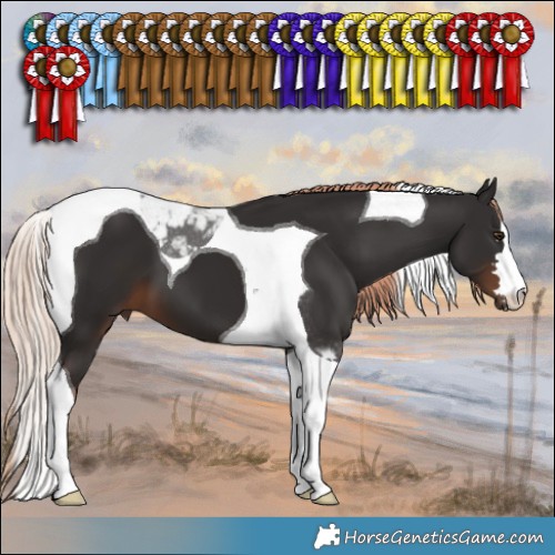 Horse Color:Liver Chestnut Tobiano 