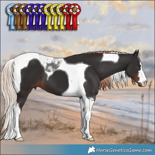 Horse Color:Liver Chestnut Tobiano 