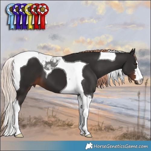 Horse Color:Liver Chestnut Tobiano