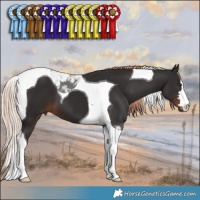Horse Color:Liver Chestnut Tobiano 