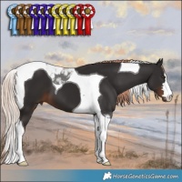 Horse Color:Liver Chestnut Tobiano 