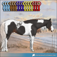 Horse Color:Liver Chestnut Tobiano 