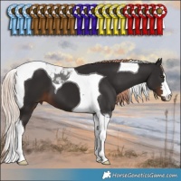 Horse Color:Liver Chestnut Tobiano 