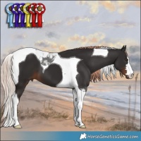 Horse Color:Liver Chestnut Tobiano